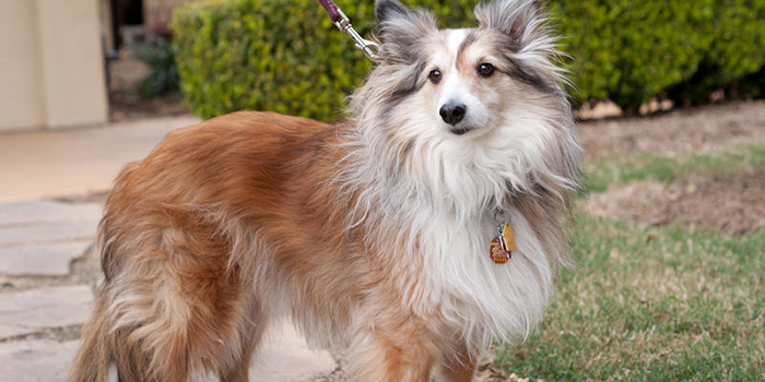 World Series of Dog Shows, thru July 19