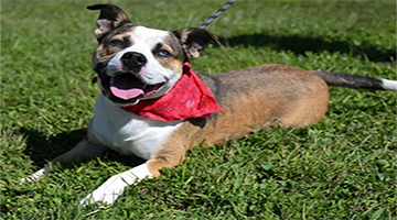 Surrendering your pet to BARC?