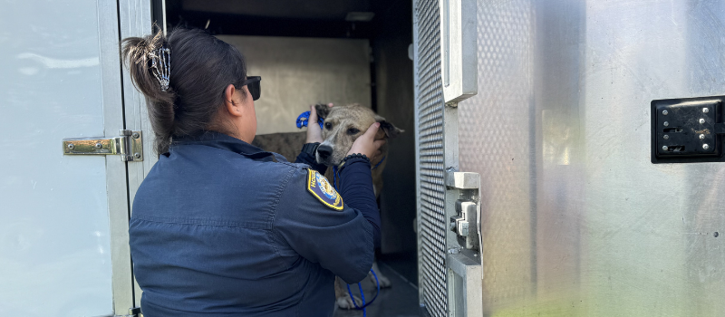 Animal Control Officer with a Dog