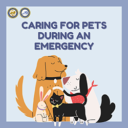 Caring for Pets