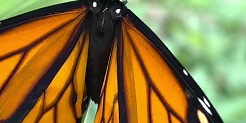 Alief Westwood Thumbnail