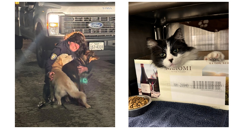 Animals in Cold Weather