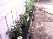 Rose Garden in Bloom